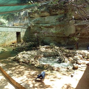 Walk-Through Australian Aviary