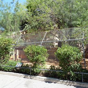 Parma Wallaby Exhibit