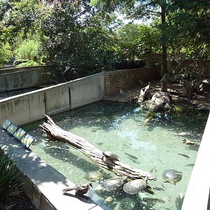Waterfowl/Turtle Pool