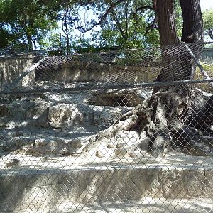 Yellow-Footed Rock Wallaby Exhibit