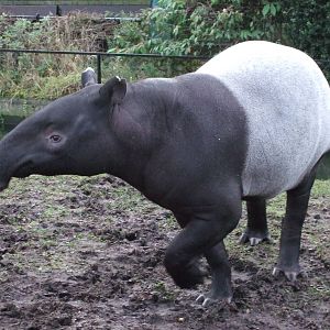 girty the malayan tapir