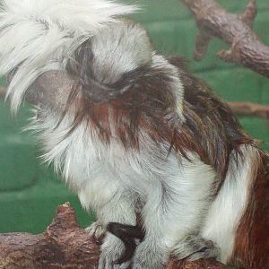 baby cotton top in the clore