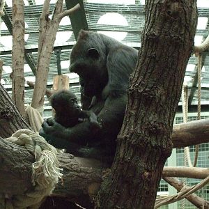 mjukuu and baby gorilla