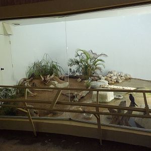 Hixon Bird House - Inca Tern/Masked Plover/Laughing Gull Exhibit