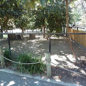 Crested Screamer Exhibit