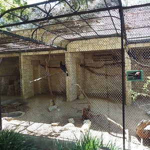 Rhinoceros Hornbill Exhibit