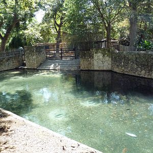 Malayan Tapir Exhibit
