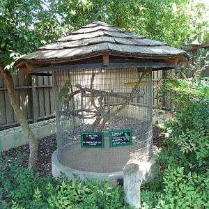 Green-Naped Amazon Exhibit