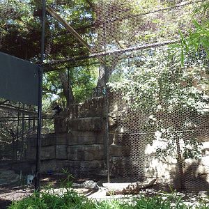 Andean Condor Exhibit