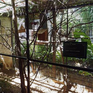 Cotton Top Tamarin Exhibit