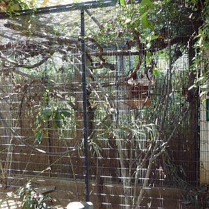 Pied Tamarin Exhibit