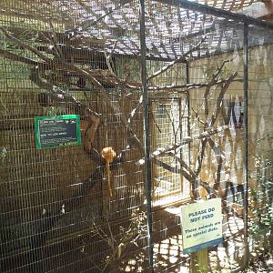 Golden Lion Tamarin Exhibit