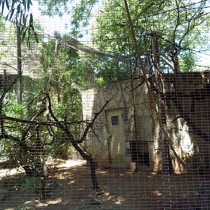 Black-Handed Spider Monkey Exhibit