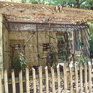 Golden Lion Tamarin Exhibit