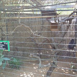 Goeldi's Monkey Exhibit