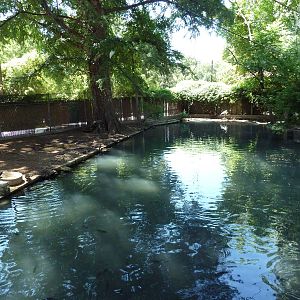 Capybara/Maguari Stork Exhibit