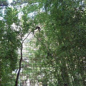 Ocelot Exhibit - See The Cat?