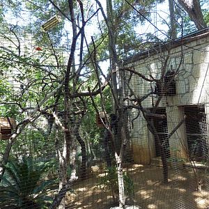 White-Faced Saki Monkey Exhibit