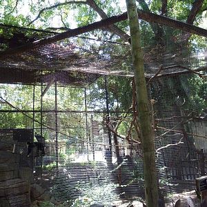 White-Throated Capuchin Exhibit