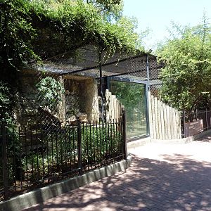 Black Leopard Exhibit