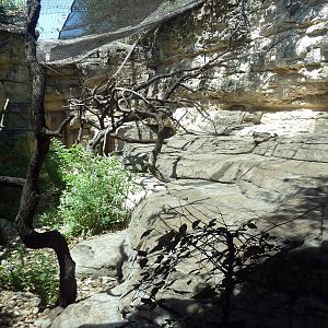 Cat Grotto - Clouded Leopard Exhibit