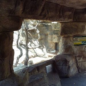 Cat Grotto - Clouded Leopard Exhibit
