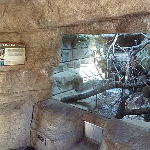 Cat Grotto - Black-Footed Cat Exhibit