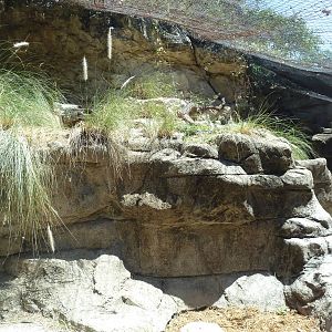 Cat Grotto - Fossa Exhibit