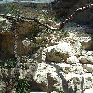 Cat Grotto - Fossa Exhibit