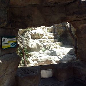 Cat Grotto - Fossa Exhibit