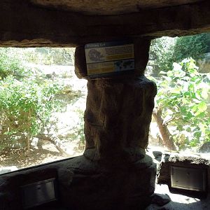 Cat Grotto - Fishing Cat Exhibit