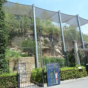 White-Cheeked Gibbon/Small-Clawed Otter/Reeves' Muntjac Exhibit