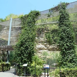 White-Cheeked Gibbon/Small-Clawed Otter/Reeves' Muntjac Exhibit