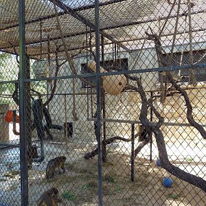 Golden-Bellied Mangabey Cage