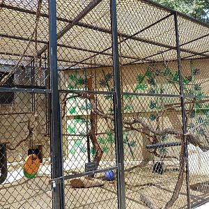 Black Mangabey Cage