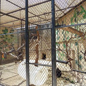 Black Mangabey Cage
