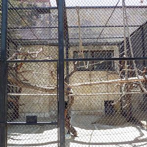 Black + White Ruffed Lemur Cage