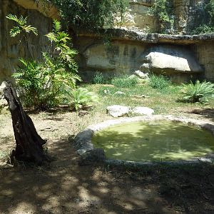Komodo Dragon Exhibit