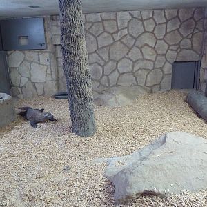 Komodo Dragon Indoor Exhibit