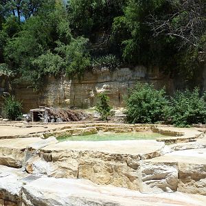 Grizzly Bear Exhibit