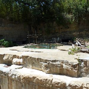 Spectacled Bear Exhibit
