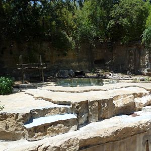 Spectacled Bear Exhibit