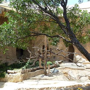 Black + White Ruffed Lemur Exhibit