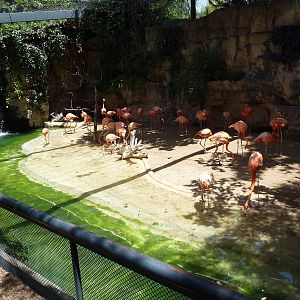 Caribbean Flamingo/Scarlet Ibis Exhibit
