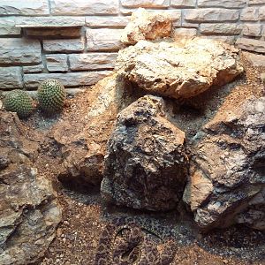 Reptile House - Caatinga Lancehead Exhibit