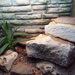 Reptile House - Aruba Island Rattlesnake Exhibit