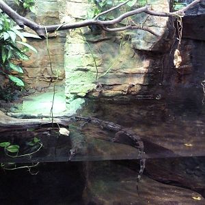 Reptile House - Juvenile Tomistoma Exhibit