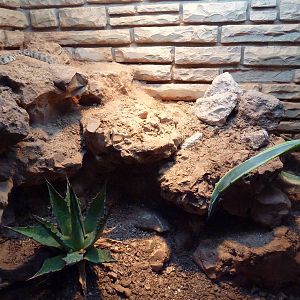 Reptile House - Santa Catalina Island Rattlesnake Exhibit