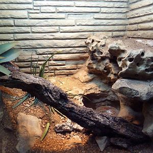 Reptile House - Angolan Dwarf Python Exhibit