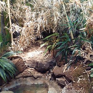 Reptile House - King Cobra Exhibit